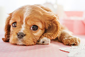 PUP 10 YT0010 01
Cavalier King Charles Spaniel Puppy Laying On Pink Table Cloth