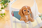 PUP 10 YT0012 01
Cavalier King Charles Spaniel Puppy Sitting In Basket Of Books