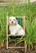 PUP 10 CE0001 01
Clumber Spaniel Puppy Sitting In Beach Chair By Foliage