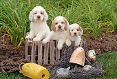 PUP 10 CE0002 01
Three Clumber Spaniel Puppies Sitting In Wooden Crate On Grass