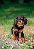 PUP 10 CE0003 01
Black And Tan Cavalier King Charles Spaniel Puppy Standing On Log By Grass