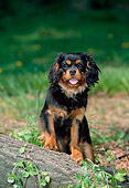 PUP 10 CE0003 02
Black And Tan Cavalier King Charles Spaniel Puppy Standing On Log By Grass