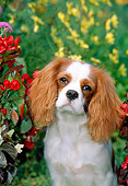 PUP 10 CE0005 01
Shoulder Shot Of Cavalier King Charles Spaniel Puppy Sitting By Red & Yellow Flowers