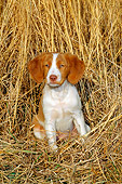 PUP 10 CE0007 01
Brittany Puppy Sitting By Reeds