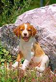 PUP 10 CE0008 01
Brittany Puppy Sitting By Boulder