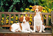 PUP 10 CE0010 01
Two Brittany Puppies Sitting On Bench By Yellow Flowers And Foliage