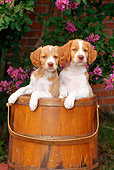 PUP 10 CE0012 01
Two Brittany Puppies Standing In Wooden Bucket By Pink Flowers