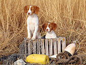 PUP 10 CE0013 01
Two Brittany Puppies Sitting In Wooden Crate By Marsh Grass