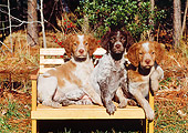 PUP 10 CE0014 01
Three Brittany Puppies Sitting On Wooden Bench By Trees
