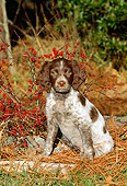 PUP 10 CE0015 01
Brittany Puppy Sitting By Shrub With Red Berries