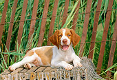 PUP 10 CE0016 01
Brittany Puppy Laying On Wooden Crate By Fence And Marsh Grass
