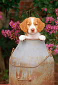 PUP 10 CE0017 01
Brittany Puppy Sitting In Milk Bucket By Pink Flowers