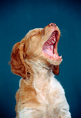 PUP 10 CE0018 01
Shoulder Shot Of Brittany Puppy Yawning
