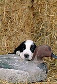 PUP 10 CE0020 01
English Cocker Spaniel Puppy Laying On Duck Decoy By Hay Bales