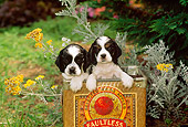 PUP 10 CE0021 01
Two American Cocker Spaniel Puppies Sitting In Apple Box By Flowers