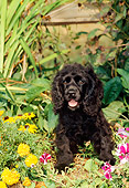 PUP 10 CE0023 01
American Cocker Spaniel Puppy Sitting Among Flowers In Garden