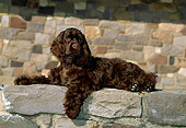 PUP 10 CE0024 01
American Cocker Spaniel Puppy Laying On Stone Wall