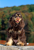 PUP 10 CE0025 01
American Cocker Spaniel Puppy Sitting On Stone Wall By Trees Blue Sky