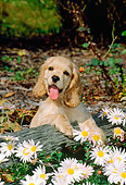PUP 10 CE0027 01
American Cocker Spaniel Puppy Sitting Behind Log By Flowers