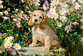 PUP 10 CE0028 01
American Cocker Spaniel Puppy Sitting On Rock By Flowers