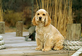 PUP 10 CE0029 01
American Cocker Spaniel Puppy Sitting On Dock By Rope Net Reeds