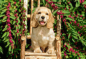 PUP 10 CE0030 01
American Cocker Spaniel Puppy Sitting On Twig Chair By Flowering Shrub