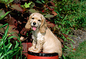 PUP 10 CE0031 01
American Cocker Spaniel Puppy Sitting On Red Barrel In Garden