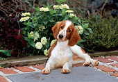 PUP 10 CE0033 01
Welsh Springer Spaniel Puppy Laying On Brick Patio By White Hydrangea