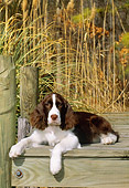 PUP 10 CE0034 01
English Springer Spaniel Puppy Laying On Wooden Dock By Reeds