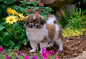 PUP 10 CE0038 01
Tibetan Spaniel Puppy Standing On Dirt By Flowers