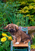 PUP 10 CE0039 01
Tibetan Spaniel Puppy Sitting On Chair In Garden With Yellow Flowers