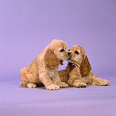 PUP 10 DC0018 01
Portrait Of Cocker Spaniel Puppies On Seamless