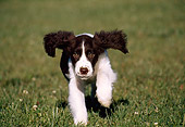 PUP 10 GR0001 03
English Springer Spaniel Puppy Running On Grass Towards Camera