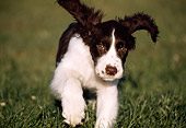 PUP 10 GR0001 06
English Springer Spaniel Puppy Running On Grass Towards Camera