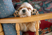 PUP 10 GR0025 01
Head On View Of Cocker Spaniel Puppy Sleeping On Arm Of Chair