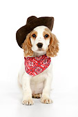 PUP 10 JD0004 01
Cocker Spaniel Puppy Wearing Cowboy Hat Sitting On White Seamless Studio