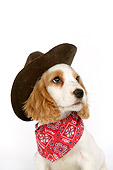 PUP 10 JD0005 01
Shoulder Shot Of Cocker Spaniel Puppy Wearing Cowboy Hat Sitting On White Seamless Studio