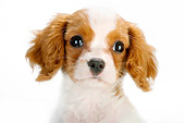 PUP 10 MR0001 01
Head Shot Of Cavalier King Charles Spaniel Puppy Sitting On White Seamless Studio