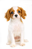 PUP 10 MR0002 01
Cavalier King Charles Spaniel Puppy Sitting On White Seamless Studio