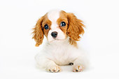 PUP 10 MR0003 01
Cavalier King Charles Spaniel Puppy Laying On White Seamless Studio