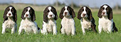 PUP 10 NR0007 01
English Springer Spaniel Puppies