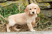 PUP 10 NR0011 01
English Cocker Spaniel Puppy