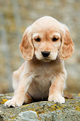 PUP 10 NR0012 01
English Cocker Spaniel Puppy
