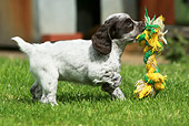 PUP 10 NR0017 01
English Springer Spaniel Puppy Running In Grass Carrying Toy