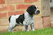 PUP 10 NR0020 01
English Springer Spaniel Puppy Standing In Grass By Brick Wall