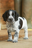 PUP 10 NR0021 01
English Springer Spaniel Puppy Standing On Pavement By Building
