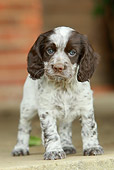 PUP 10 NR0025 01
English Springer Spaniel Puppy Standing On Pavement Head On