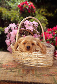 PUP 10 RC0002 01
Head Shot Of Red Cocker Spaniel Puppy Laying In Basket By Red And Pink Flowers