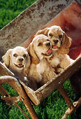 PUP 10 RC0003 01
Three Cocker Spaniel Puppies Sitting In Bucket On Grass