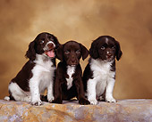 PUP 10 RK0004 02
A Group Of English Springer Puppies Sitting Together On Brown Marble Background Facing Camera